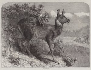 Moskushjort